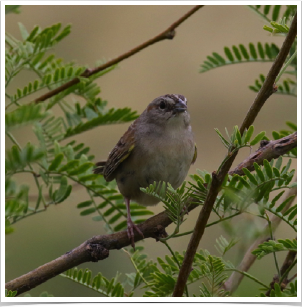 Botteri's Sparrow